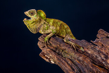 Gonocephalus chamaeleontinus, the chameleon forest dragon or chameleon anglehead lizard, is a species of agamid lizard from Indonesia and Malaysia
