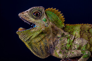 Gonocephalus chamaeleontinus, the chameleon forest dragon or chameleon anglehead lizard, is a species of agamid lizard from Indonesia and Malaysia