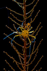The eight-spotted crab spider (Platythomisus octomaculatus)