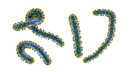 Marburg viruses, 3D illustration. RNA viruses that cause Marburg haemorrhagic fever