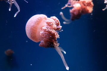 jellyfish in the water