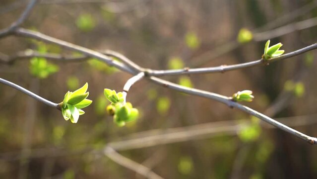 Buds bloom on a branch in autumn, Tatar honeysuckle