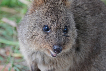 Fototapeta premium quokka at rottnest island (australia)