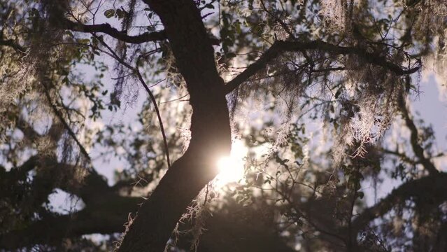 Closeup footage of tree branches with leaves