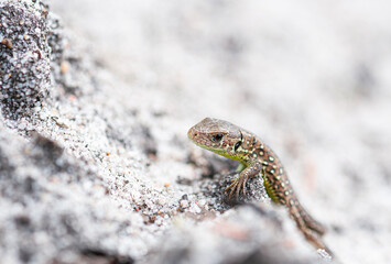 Close up of sand lizard on sand background