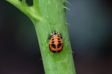 The pupal stage of the ladybug is attached to the stem. The orange pupa with black markings....