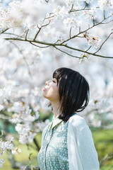 Naklejka premium 桜の木の下にいる女性