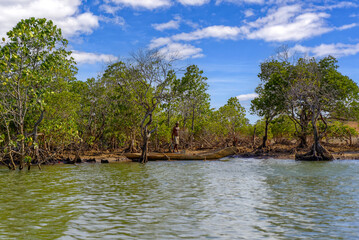 Pêcheur dans une mangrove