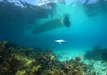 Fototapeta na wymiar a curious little shark at a shallow depth in the caribbean sea