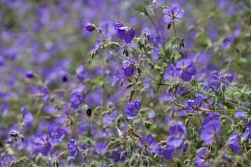Obraz na płótnie Canvas Geranium ‘Brookside’ bears large deep blue flowers in the perrenial flower border - one of the easiest plant to grow in the ornamental garden.
