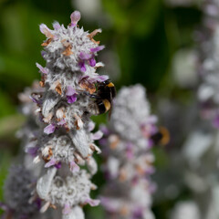 Lamb's ear plant  -  Stachys Byzantina blooming in violet in the medicinal garden.