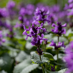 Stachys Macrantha Robusta -  woundwort , medicinal plant used to stop bleeding wounds, growing in the herbal garden.