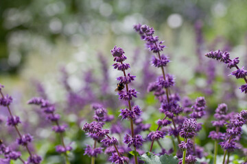 Naklejka premium Purple lilac sage (Salvia verticillata - Purple Rain) - a beautiful ornamental plant in the naturalistic native border in the cottage garden.