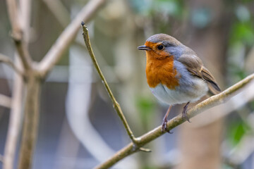 robin on a branch