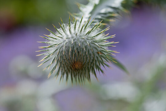 Scottish thistle -  national flower of Scotland, silver green foilage of a cotton thistle.