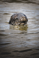Fototapeta premium seal swimming