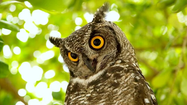 Intimidating intense stare of African Eagle-Owl (Bubo africanus); close-up