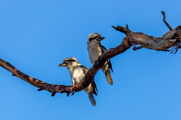 Laughing kookaburras (Dacelo novaeguineae) perched on a branch against the cloudless sky