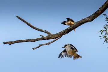 Laughing kookaburras (Dacelo novaeguineae), one perched and one landing on a branch against the sky