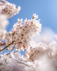 茨城県高萩市　桜満開のさくら宇宙公園