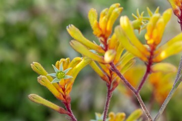 Closeup shot of yellow Tall kangaroo paw plants in the blurred background.