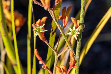 Closeup shot of a yellow Tall kangaroo paw plant in the blurred background.
