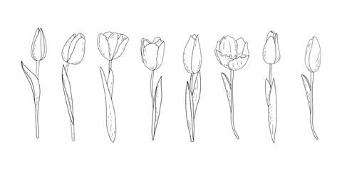 Hand-drawn vector set of outline tulips with shading 