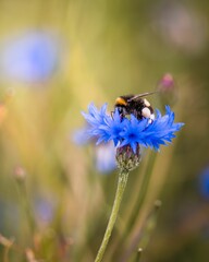 Vertical shot of a bumblebee on the cornflower in the garden