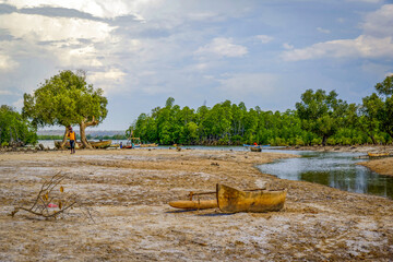 La mangrove