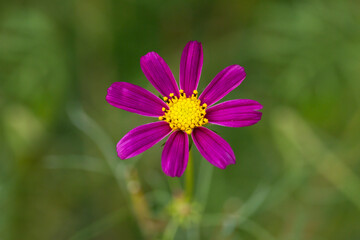 Obraz premium Beautiful purple Cosmos flower in the garden. Violet flowers pictures. Cosmos bipinnatus, commonly called the garden cosmos
