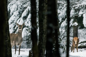 Selective shot of a Red deer (Cervus elaphus) with its fawn in a snowy forest, looking for food