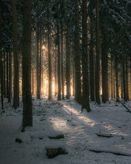 Chilling view of a snowy woods of Taunus, Germany