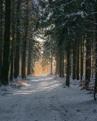 Fotobehang Bospad Vertical shot of a snowy pathway in the forest  © Rangegrizz_raw_hunter/Wirestock Creators