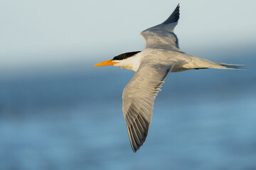 Royal Tern (Thalasseus maximus)
