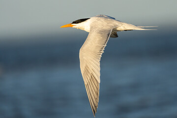 Fototapeta na wymiar Royal Tern (Thalasseus maximus)