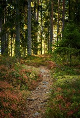 Vertical shot of a forest full of tall trees during the day