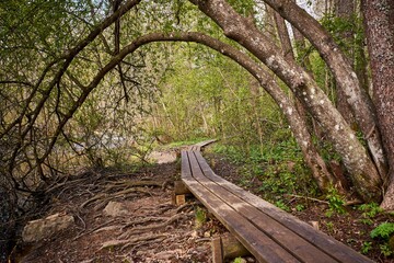 Long wooden walking trail through a beautiful lush forest
