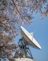 茨城県高萩市　桜満開のさくら宇宙公園