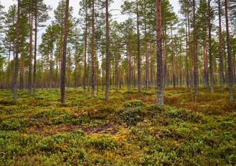 Beautiful shot of a lush forest with thin trees