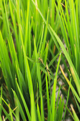 Green dragonflies perch on rice plants. Buffalo Dragonflies.