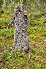 Cutted tree root in the middle of the forest