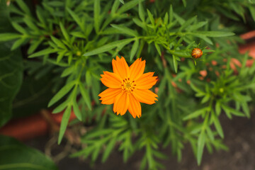 Close-up of Cosmos Sulfureus flower. This flower is beneficial for health such as reducing blood...