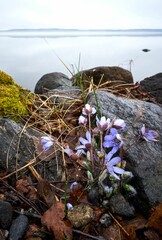 Closeup image of purple flowers in the stones with a lake in the background.