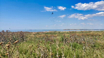 Obraz premium Dry steppe grass on the Berezan island. Blue sky and the bird is flying. Ukraine. Europe