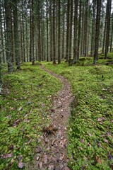 Obraz premium Image of a footstep road surrounded by high trees in the forest.
