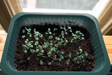 Early seedlings of basil, grown from seeds in tray at home on the windowsill.