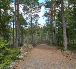 Walking path in a forest with tall pine trees