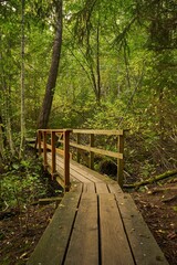 Fototapeta premium Vertical shot of a wooden walking path in a forest with tall pine trees