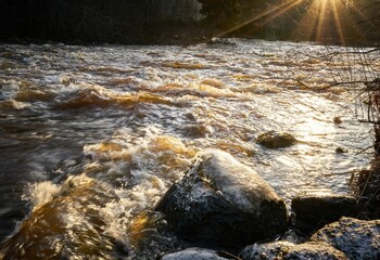 River flowing through a forest