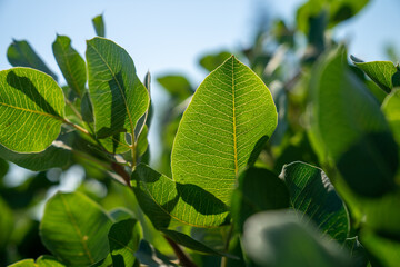 Fogliamo mediterraneo